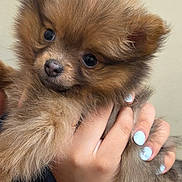 Coco Chanel is registered to the contest to win money with this photo: adorable, background_plain, brown_fur, closeup, dog, ears, eyes, fluffy, fur, holding, human_hand, indoor, light_blue_nails, nose, pet, pomeranian, portrait, puppy, small_dog, soft