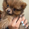 adorable, background_plain, brown_fur, closeup, dog, ears, eyes, fluffy, fur, holding, human_hand, indoor, light_blue_nails, nose, pet, pomeranian, portrait, puppy, small_dog, soft