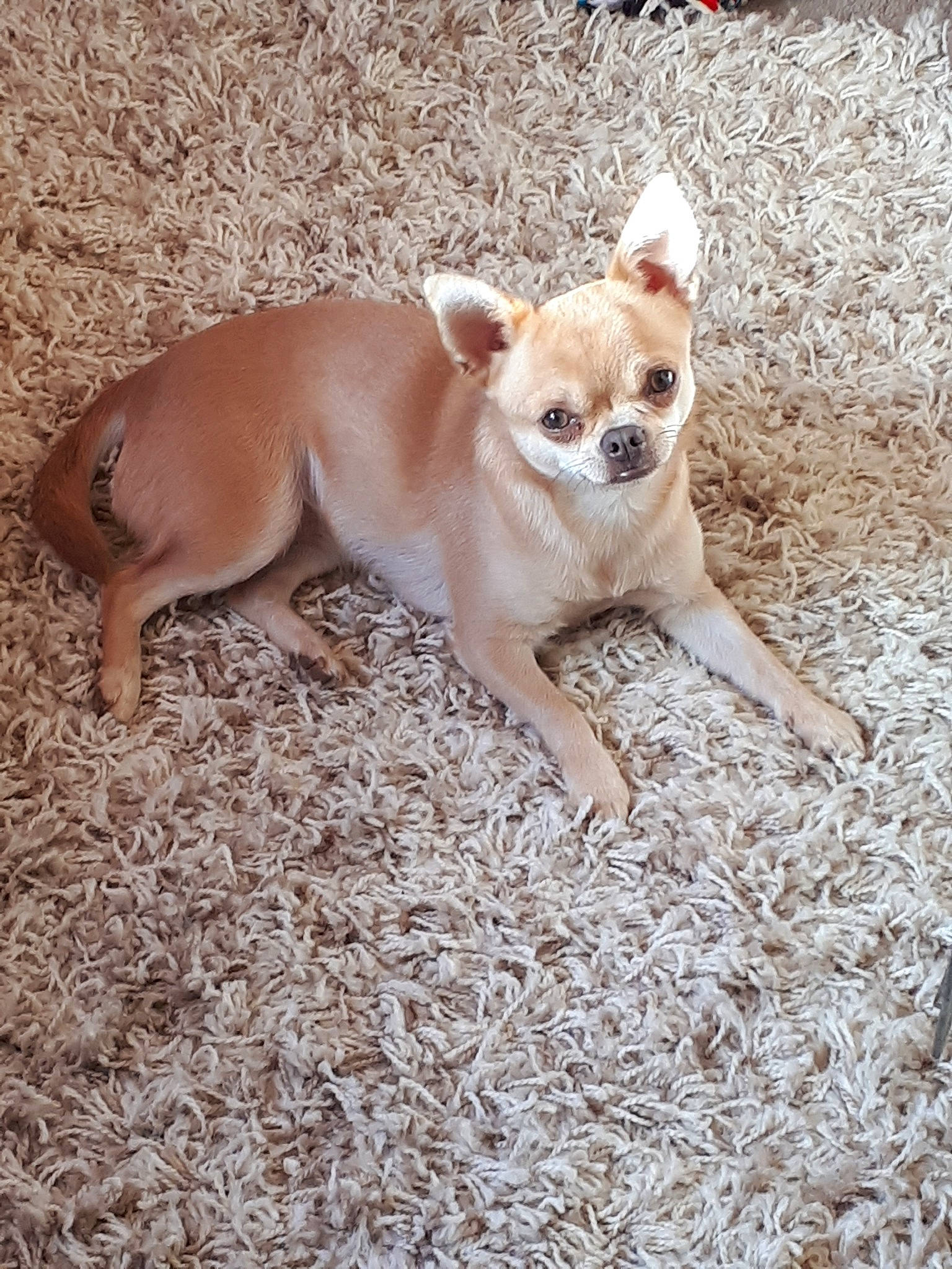 Inca joined the competition — help win amazing prizes! ancient_dog_breeds, canidae, carnivore, chihuahua, companion_dog, corgi_chihuahua, dog, dog_breed, fawn, mammal, puppy, snout, tail, toy_dog, vertebrate