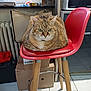 Clafouti participe au concours pour gagner de l'argent avec cette photo : cat, tabby_cat, loafing, red_chair, bar_stool, kitchen, indoor, pet, feline, fur, green_eyes, box, tile_floor, appliance, radiator, wooden_legs, metal_ring, domestic_animal, resting, curious