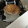 Clafouti participe au concours pour gagner de l'argent avec cette photo : cat, tabby_cat, sleeping, chair, office_chair, indoor, furniture, cozy, curled_up, striped, pet, resting, fur, domestic_animal, carpet, desk, paper, torn_paper, cords, relaxation