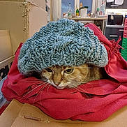 Clafouti participe au concours pour gagner de l'argent avec cette photo : cat, knit_hat, red_blanket, cardboard_box, indoor, pet, cozy, animal, feline, whiskers, face, resting, cute, warm, textile, household, kitchen, window, container, domestic