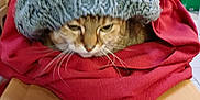 Clafouti a rejoint le concours — aidez-le/la à gagner de superbes lots ! cat, knit_hat, red_cloth, cardboard, indoor, pet, animal, feline, cozy, resting, whiskers, sleepy, brown_tabby, close_up, headwear, soft_texture, domestic_animal, cute, portrait, household