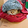cat, knit_hat, red_cloth, cardboard, indoor, pet, animal, feline, cozy, resting, whiskers, sleepy, brown_tabby, close_up, headwear, soft_texture, domestic_animal, cute, portrait, household