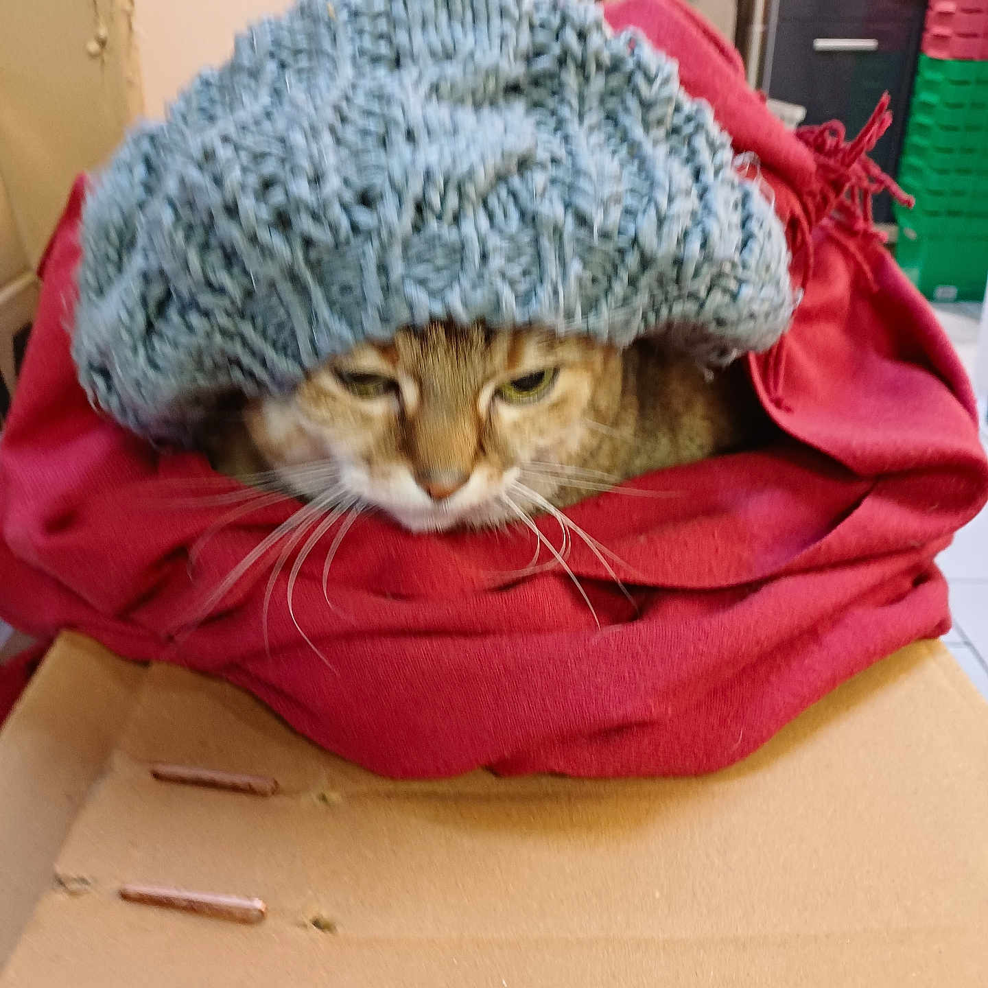 Clafouti a rejoint le concours — aidez-le/la à gagner de superbes lots ! animal, brown_tabby, cardboard, cat, close_up, cozy, cute, domestic_animal, feline, headwear, household, indoor, knit_hat, pet, portrait, red_cloth, resting, sleepy, soft_texture, whiskers