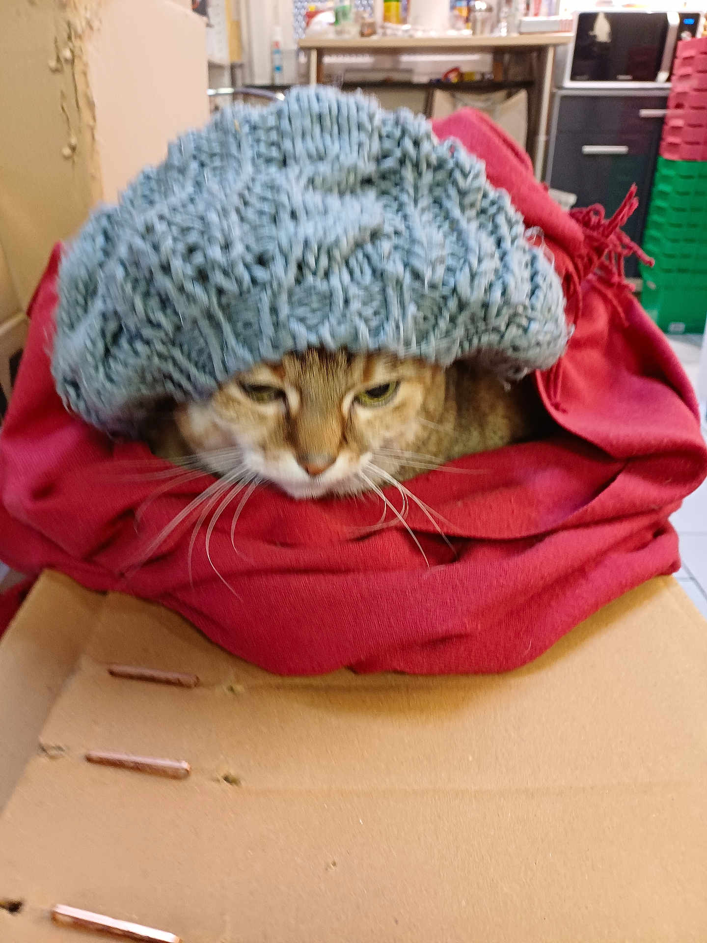 Clafouti a rejoint le concours — aidez-le/la à gagner de superbes lots ! cat, knit_hat, red_cloth, cardboard, indoor, pet, animal, feline, cozy, resting, whiskers, sleepy, brown_tabby, close_up, headwear, soft_texture, domestic_animal, cute, portrait, household