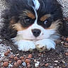 puppy, dog, tricolor, fluffy, long_hair, black_white_brown, close_up, portrait, face, eyes, nose, paws, cute, adorable, outdoor, ground, gravel, pebbles, kibble, animal