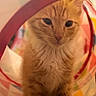 animal, cat, closeup, colorful_tunnel, cozy, curious, cute, domestic_cat, feline, fur, indoor, kitten, looking, orange_tabby, pet, play, sitting, soft_light, whiskers, young