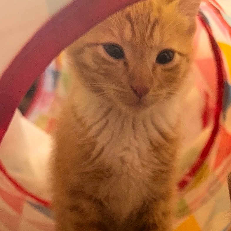 Simba