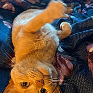 Macy joined the competition — help win amazing prizes! cat, orange_cat, pet, animal, feline, whiskers, paw, lying_down, blanket, cozy, indoor, cute, fur, closeup, relaxed, playful, face, eyes, ears, nose