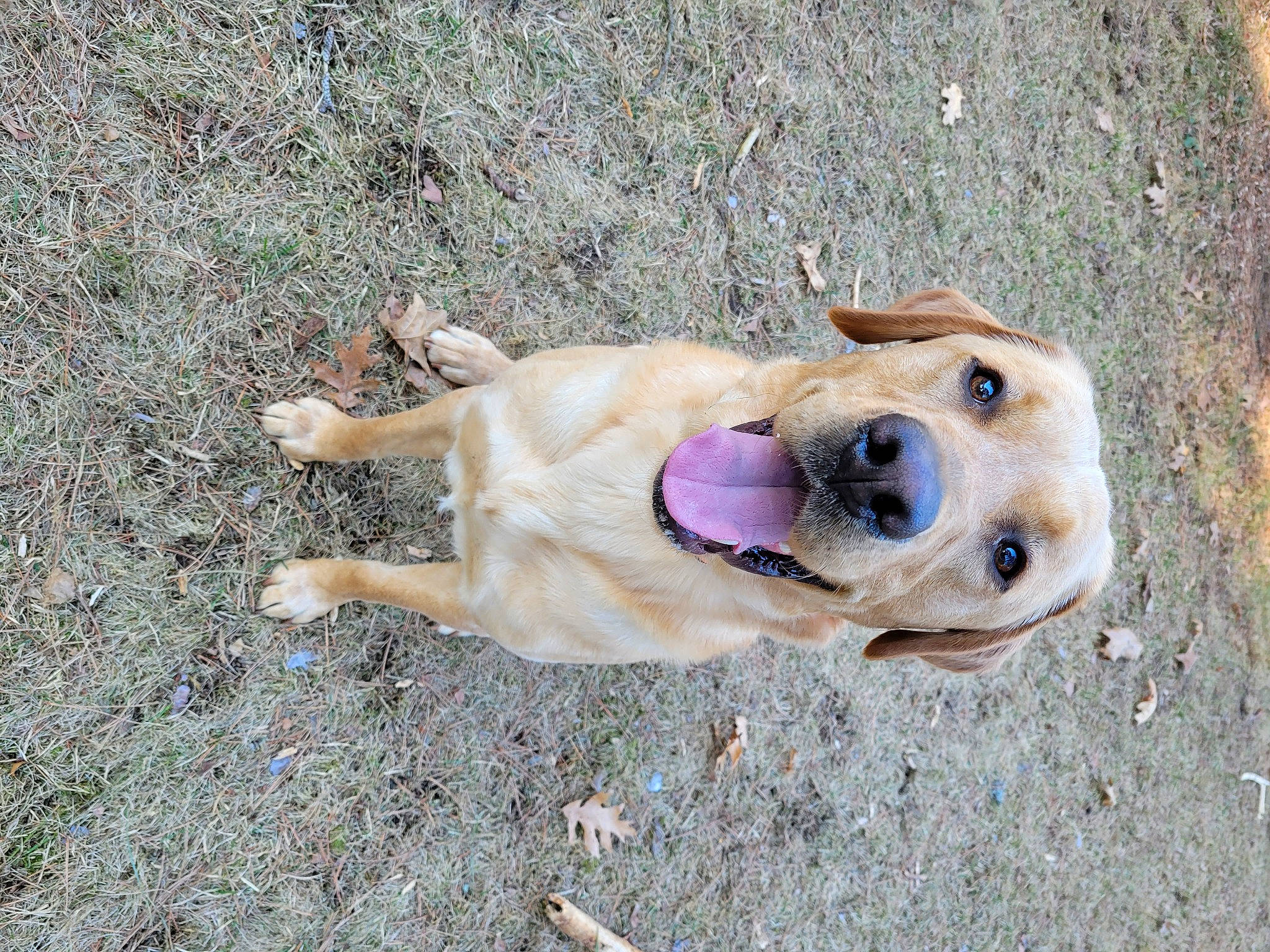 Deke is registered to the contest to win money with this photo: canidae, carnivore, collar, companion_dog, dog, dog_breed, dog_collar, fawn, grass, hunting_dog, paw, retriever, road_surface, soil, sporting_group, street_dog, terrestrial_animal, whiskers, working_animal, working_dog