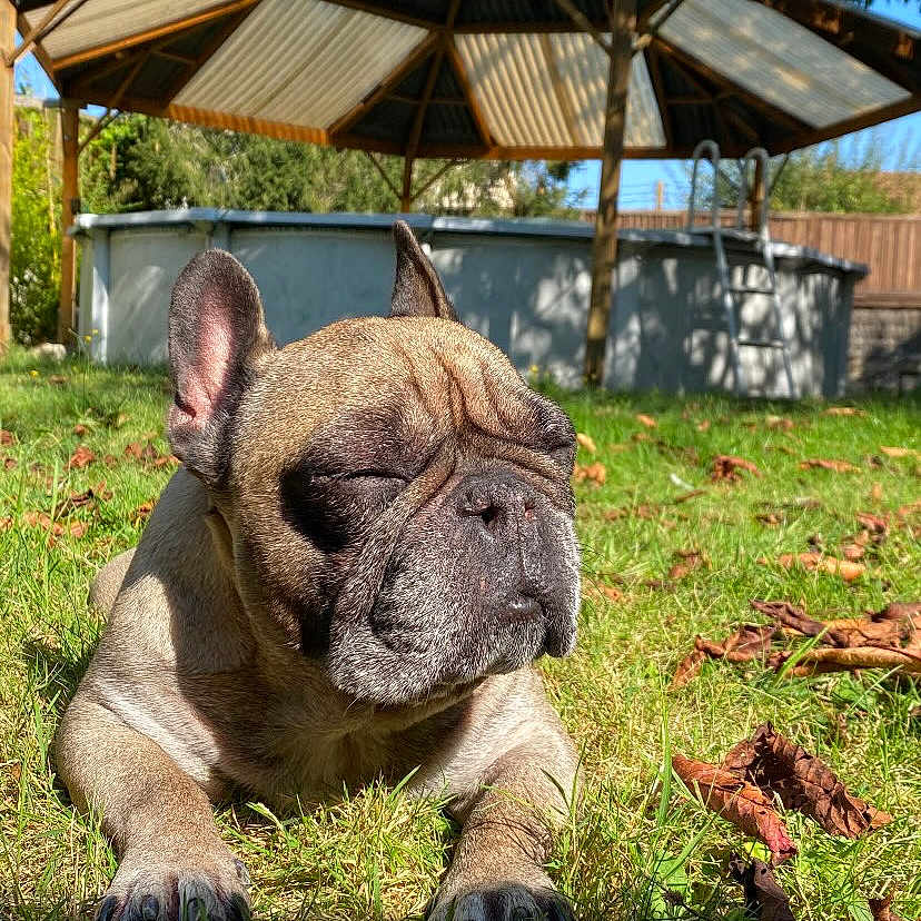 Oslo a rejoint le concours — aidez-le/la à gagner de superbes lots ! animal, backyard, canine, closeup, daytime, dog, ear, french_bulldog, garden, grass, leaf, nature, outdoor, paw, pet, relaxing, shade, snout, summer, sunlight