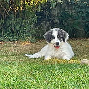 Bony a rejoint le concours — aidez-le/la à gagner de superbes lots ! dog, puppy, grass, outdoor, leafy_background, sunlight, pet, animal, cute, fluffy, tongue_out, nature, garden, relaxed, canine, young, adorable, fur, playful, lying_down