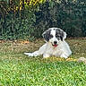 dog, puppy, grass, outdoor, leafy_background, sunlight, pet, animal, cute, fluffy, tongue_out, nature, garden, relaxed, canine, young, adorable, fur, playful, lying_down