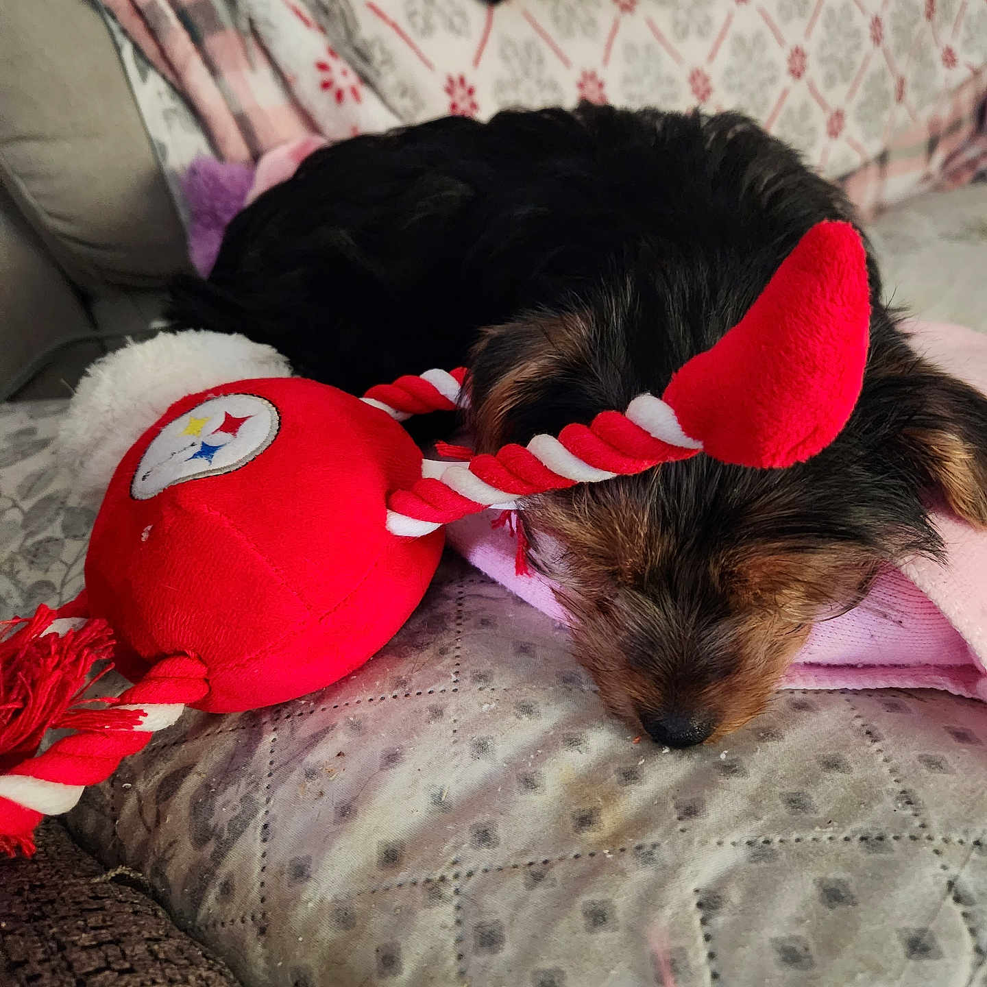 Nova is registered to the contest to win money with this photo: animal, blanket, comfort, couch, cozy, cute, dog, fabric, fur, home, indoor, nose, pattern, pet, plush, relaxing, resting, sleeping, small_dog, toy