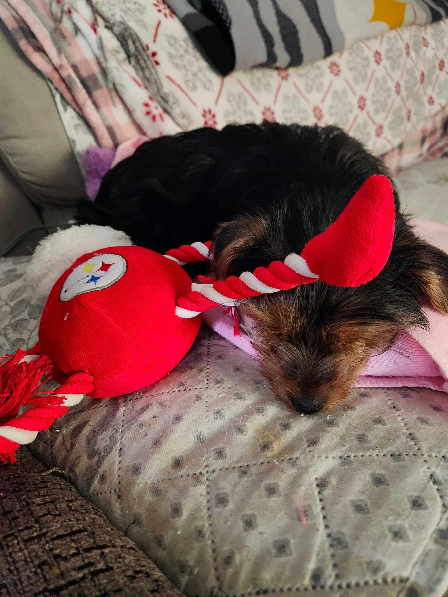 Nova is registered to the contest to win money with this photo: dog, sleeping, toy, plush, blanket, couch, pet, indoor, cozy, resting, small_dog, fur, nose, home, comfort, fabric, pattern, relaxing, cute, animal