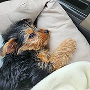 Nova joined the competition — help win amazing prizes! puppy, dog, pet, fur, cushion, blanket, cozy, car_interior, cute, small_dog, brown_fur, black_fur, portrait, resting, young_dog, animal, domestic_animal, soft_texture, indoors, relaxed