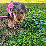 Nova joined the competition — help win amazing prizes! puppy, dog, grass, greenery, outdoor, pet, small_dog, young_animal, nature, curious, pink_harness, close_up, animal, cute, fur, walk, daylight, exploring, leash, adorable