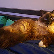 Fluffbutt joined the competition — help win amazing prizes! animal, bed, bedding, blue, cat, cozy, cute, domestic_animal, feline, fluffy, fur, green, home, indoor, paws, pet, relaxed, resting, whiskers, wide_eyes