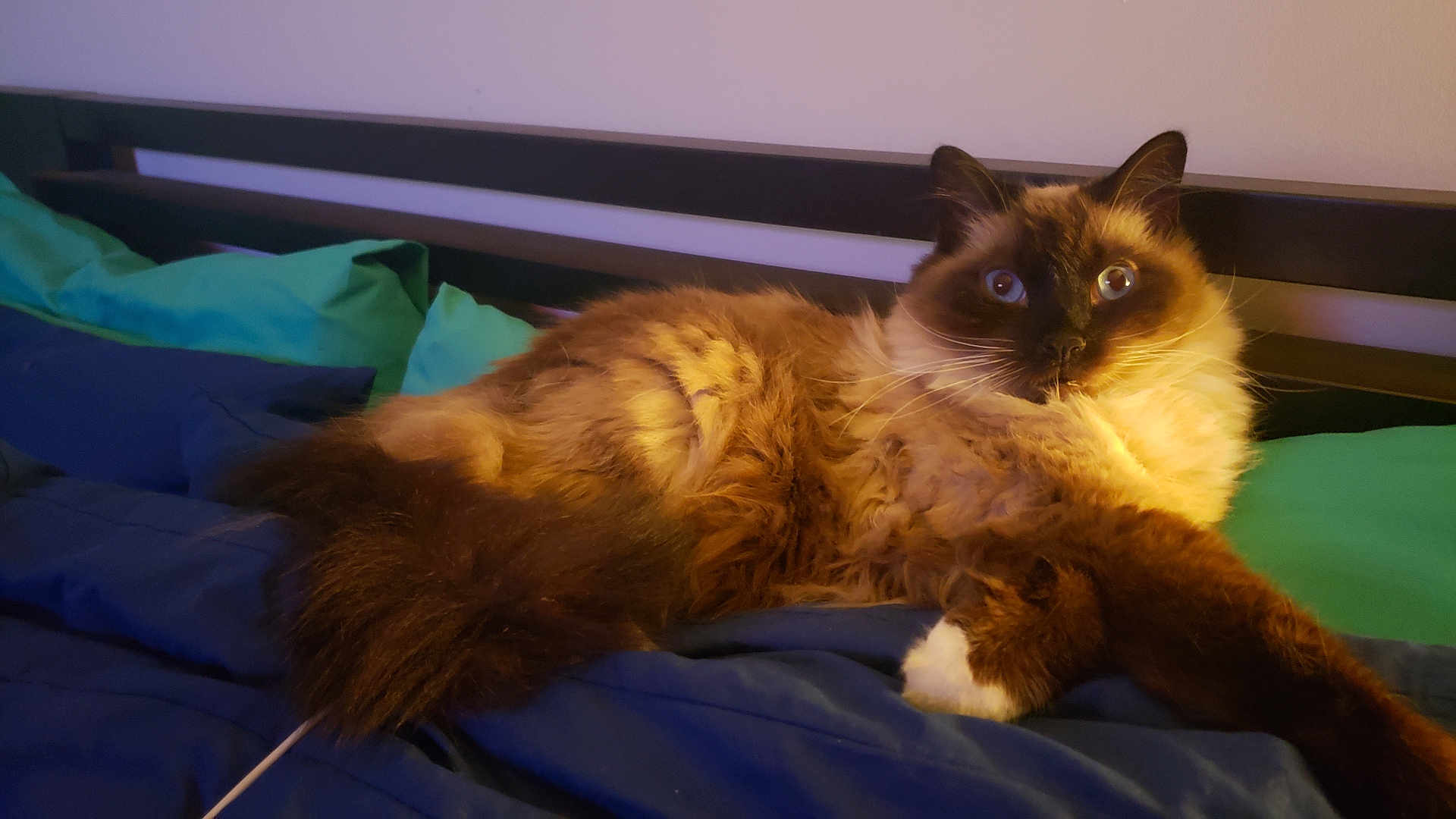 Fluffbutt