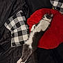Katt joined the competition — help win amazing prizes! black_background, cat, checkered_pillow, comfort, cozy, cute, domestic_animal, feline, fur, indoor, napping, paw, pet, red_pillow, relaxed, resting, sleeping, soft, tail, whiskers