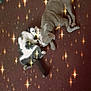 animal, bond, carpet, cat, close, companions, cozy, cute, dog, domestic, floor, friendship, furry, indoor, lying_down, pets, relaxing, resting, sparkle_effect, two_animals