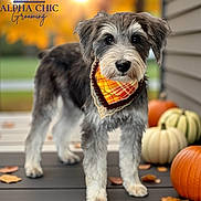 Lola joined the competition — help win amazing prizes! dog, bandana, autumn, pumpkin, porch, leaves, fall, outdoor, pet, animal, grooming, sunlight, blurred_background, cute, seasonal, colorful, decor, wooden_deck, standing, portrait