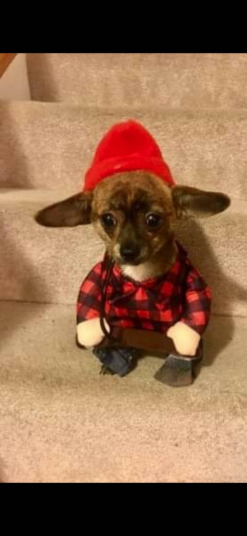 Ricky is registered to the contest to win money with this photo: carnivore, companion_dog, costume_hat, dog, dog_breed, dog_clothes, dog_supply, ear, eye, fawn, hat, head, liver, pet_supply, plaid, snout, sporting_group, tartan, toy, working_animal