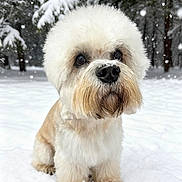 Henry is registered to the contest to win money with this photo: dog, snow, winter, fluffy, outdoor, animal, pet, nature, cold, cute, groomed, white, fur, trees, forest, snowfall, portrait, sitting, winter_clothing, closeup