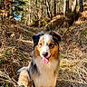 Aïkko a rejoint le concours — aidez-le/la à gagner de superbes lots ! dog, animal, outdoor, forest, path, nature, happy, tongue_out, fur, tree, sunlight, grass, canine, pet, smiling, adventure, daylight, woods, sitting, playful