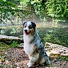 Aïkko participe au concours pour gagner de l'argent avec cette photo : dog, australian_shepherd, outdoor, nature, pond, water, trees, greenery, bridge, rocks, grass, sunlight, happy, pet, animal, fur, sitting, smiling, landscape, forest