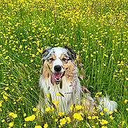 Aïkko a rejoint le concours — aidez-le/la à gagner de superbes lots ! dog, flower, yellow_flower, grass, meadow, nature, outdoor, greenery, happy_dog, tongue_out, fluffy, canine, summer, field, animal, pet, wildflower, tree, scenic, sunny