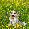 dog, flower, yellow_flower, grass, meadow, nature, outdoor, greenery, happy_dog, tongue_out, fluffy, canine, summer, field, animal, pet, wildflower, tree, scenic, sunny