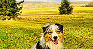 Aïkko participe au concours pour gagner de l'argent avec cette photo : dog, australian_shepherd, grass, leaves, rainbow, double_rainbow, tree, field, cloudy_sky, nature, outdoor, happy, sitting, pet, canine, fur, tongue_out, landscape, scenic, autumn