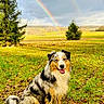 dog, australian_shepherd, grass, leaves, rainbow, double_rainbow, tree, field, cloudy_sky, nature, outdoor, happy, sitting, pet, canine, fur, tongue_out, landscape, scenic, autumn