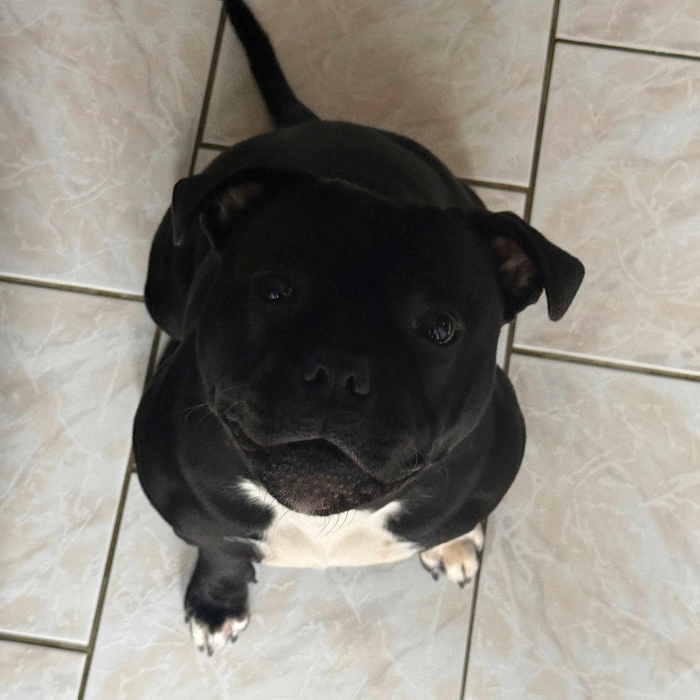 Aïko participe au concours pour gagner de l'argent avec cette photo : adorable, animal, black_dog, canine, companion, cute, dog, domestic_animal, floor_tiles, friendly, indoor, looking_up, mammal, paw, pet, sitting, tail, tile_floor, white_chest, white_paws
