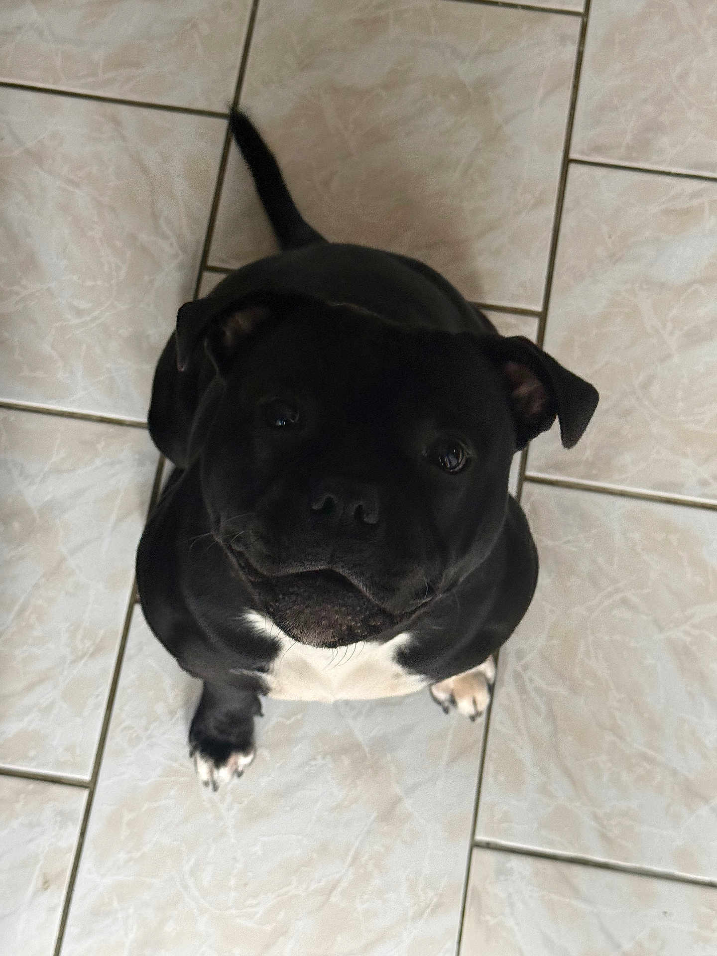 Aïko participe au concours pour gagner de l'argent avec cette photo : dog, black_dog, white_paws, white_chest, tile_floor, indoor, pet, canine, cute, looking_up, sitting, floor_tiles, adorable, animal, companion, domestic_animal, friendly, mammal, paw, tail