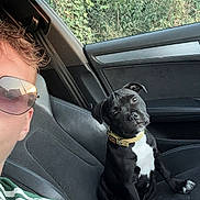 Aïko a rejoint le concours — aidez-le/la à gagner de superbes lots ! puppy, dog, car_interior, seat, person, sunglasses, green_shirt, window, nature, foliage, black_dog, white_markings, collar, pet, animal, curious, indoor, portrait, casual, leisure