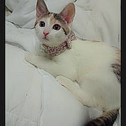 Cali is registered to the contest to win money with this photo: cat, kitten, scarf, white_blanket, cute, pet, animal, fur, ears, whiskers, tail, indoor, relaxed, lying_down, domestic_cat, young_cat, sleeping_area, cozy, soft, comfort