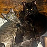cat, cats, kitten, kittens, gray_cat, black_cat, animal, pet, feline, resting, sleeping, cozy, blanket, wooden_background, family, mother_cat, baby_animals, indoors, yellow_eyes, fur