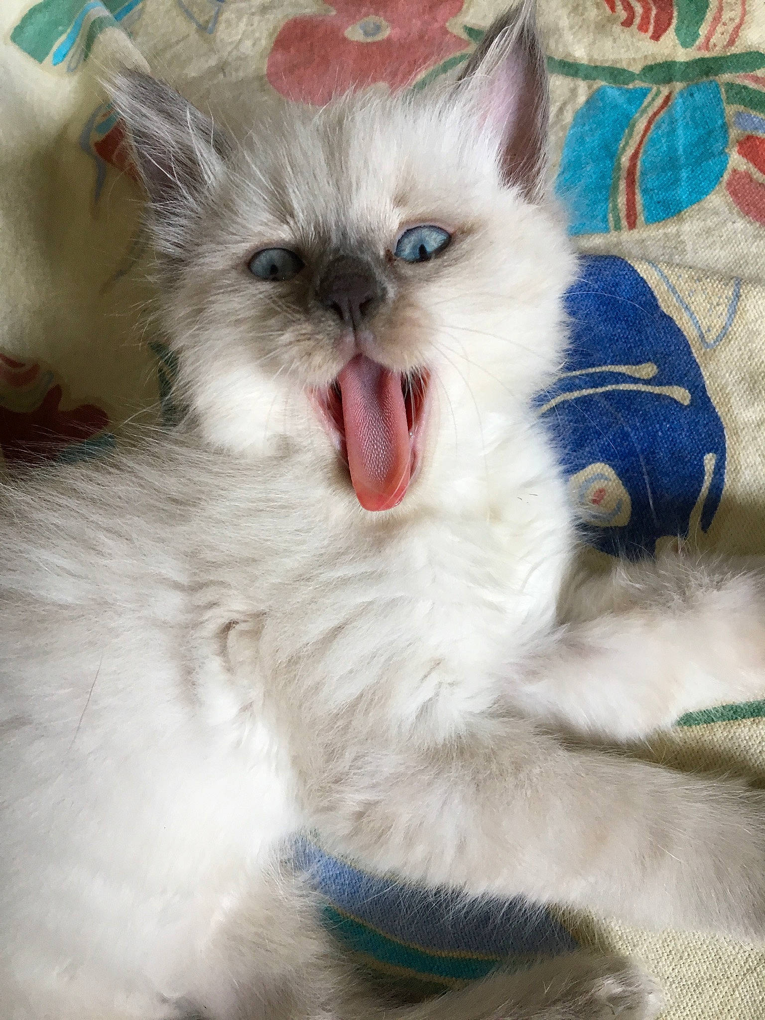 Nelson participe au concours pour gagner de l'argent avec cette photo : carnivore, cat, cat_supply, claw, comfort, eye, fang, felidae, fur, head, iris, paw, photo_caption, small_to_medium_sized_cats, snout, terrestrial_animal, whiskers