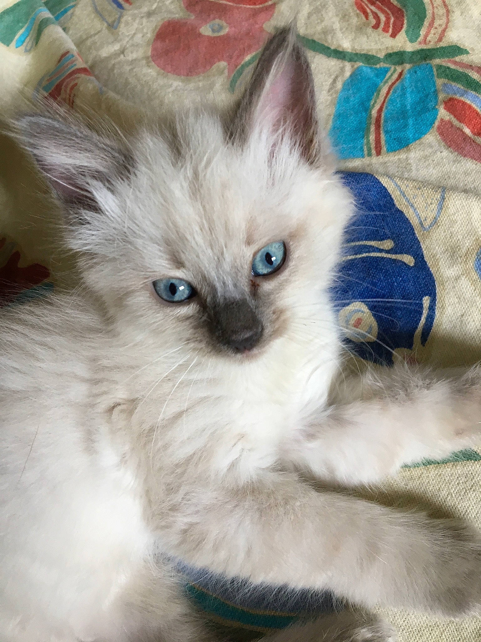 Nelson a rejoint le concours — aidez-le/la à gagner de superbes lots ! balinese, birman, carnivore, cat, claw, close_up, electric_blue, eye, fawn, felidae, fur, head, iris, paw, ragdoll, small_to_medium_sized_cats, snout, tail, terrestrial_animal, whiskers