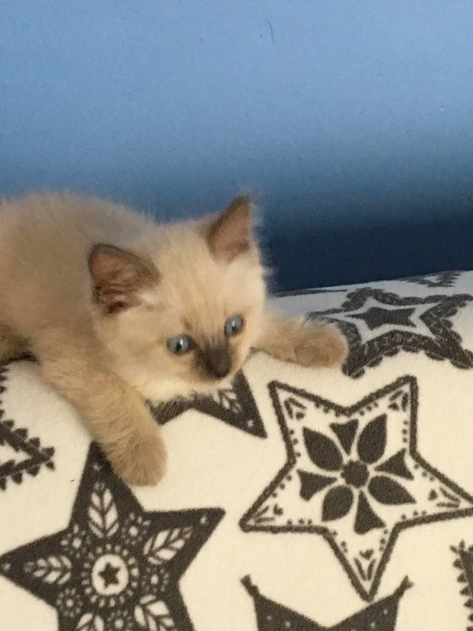 Nelson a rejoint le concours — aidez-le/la à gagner de superbes lots ! art, carnivore, cat, cat_supply, fawn, felidae, fur, linens, pattern, paw, photo_caption, plant, siamese, small_to_medium_sized_cats, tail, terrestrial_animal, visual_arts, whiskers