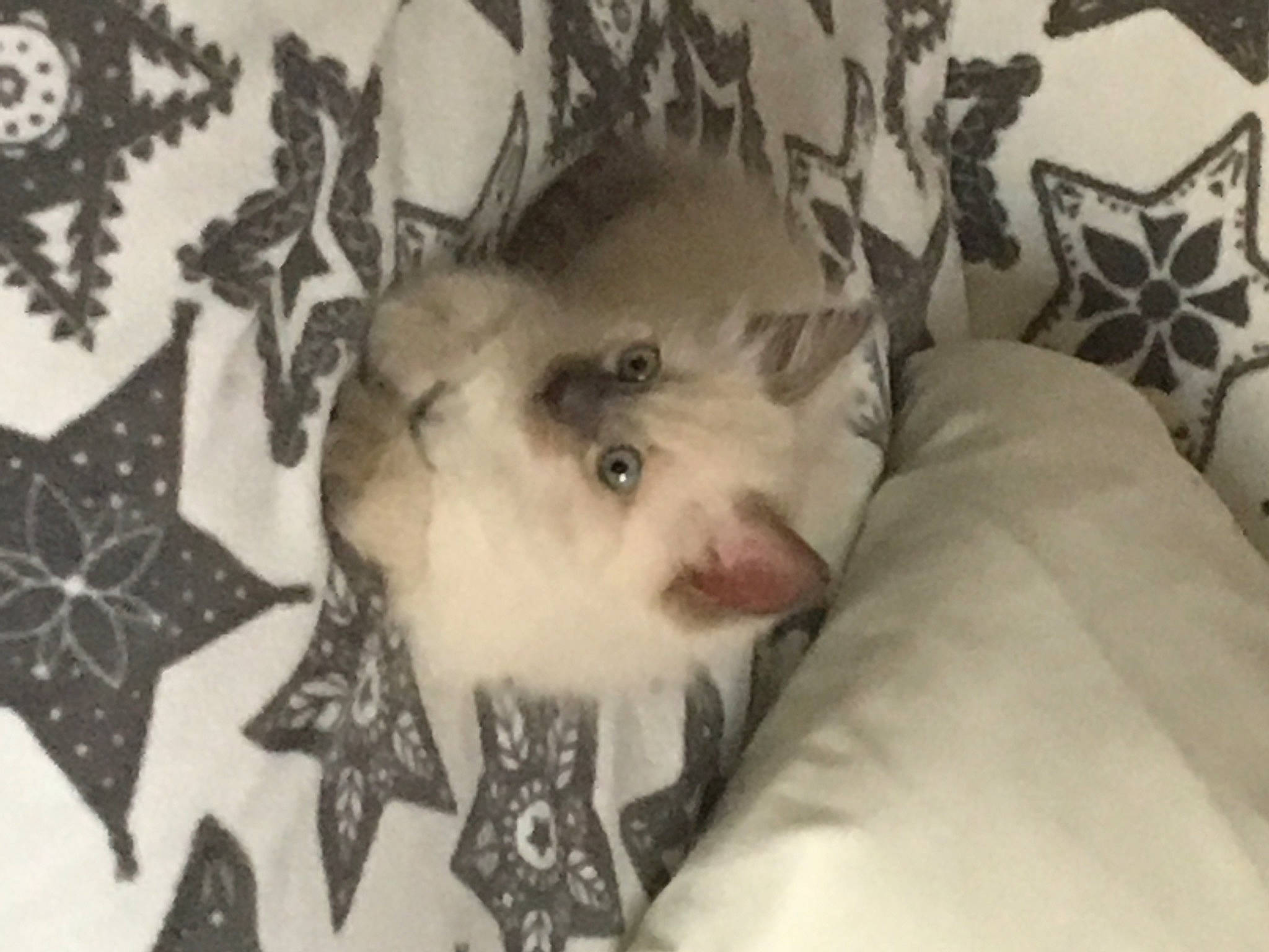 Nelson participe au concours pour gagner de l'argent avec cette photo : canidae, carnivore, comfort, companion_dog, dog, dog_breed, fawn, felidae, fur, linens, monochrome, monochrome_photography, pattern, room, small_to_medium_sized_cats, snout, sporting_group, toy_dog, whiskers, working_animal