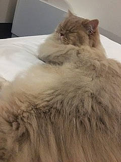 Riley a rejoint le concours — aidez-le/la à gagner de superbes lots ! british_longhair, canidae, carnivore, cat, claw, comfort, fawn, felidae, flooring, fur, hardwood, persian, ragdoll, small_to_medium_sized_cats, snout, tail, terrestrial_animal, whiskers, wood