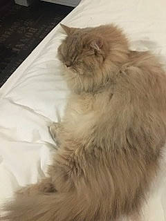 Riley a rejoint le concours — aidez-le/la à gagner de superbes lots ! british_longhair, carnivore, cat, fawn, felidae, flooring, fur, hardwood, persian, small_to_medium_sized_cats, snout, tail, terrestrial_animal, whiskers, working_animal