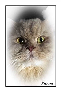 Riley a rejoint le concours — aidez-le/la à gagner de superbes lots ! british_longhair, carnivore, cat, fashion_accessory, felidae, fur, persian, photo_caption, plant, small_to_medium_sized_cats, terrestrial_animal, whiskers