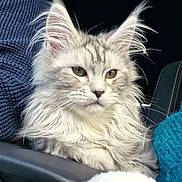 Annah a rejoint le concours — aidez-le/la à gagner de superbes lots ! cat, maine_coon, fluffy, animal, pet, feline, fur, ears, whiskers, car_interior, seat, sweater, knitwear, blue_sweater, gray_sweater, close_up, portrait, relaxed, indoor, companionship