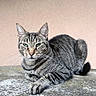 Ettore a rejoint le concours — aidez-le/la à gagner de superbes lots ! cat, tabby, striped_fur, green_eyes, whiskers, paws, curled_tail, animal, pet, feline, sitting, lying_down, outdoor, stone_surface, textured_background, pink_wall, portrait, closeup, sharp_focus, relaxed