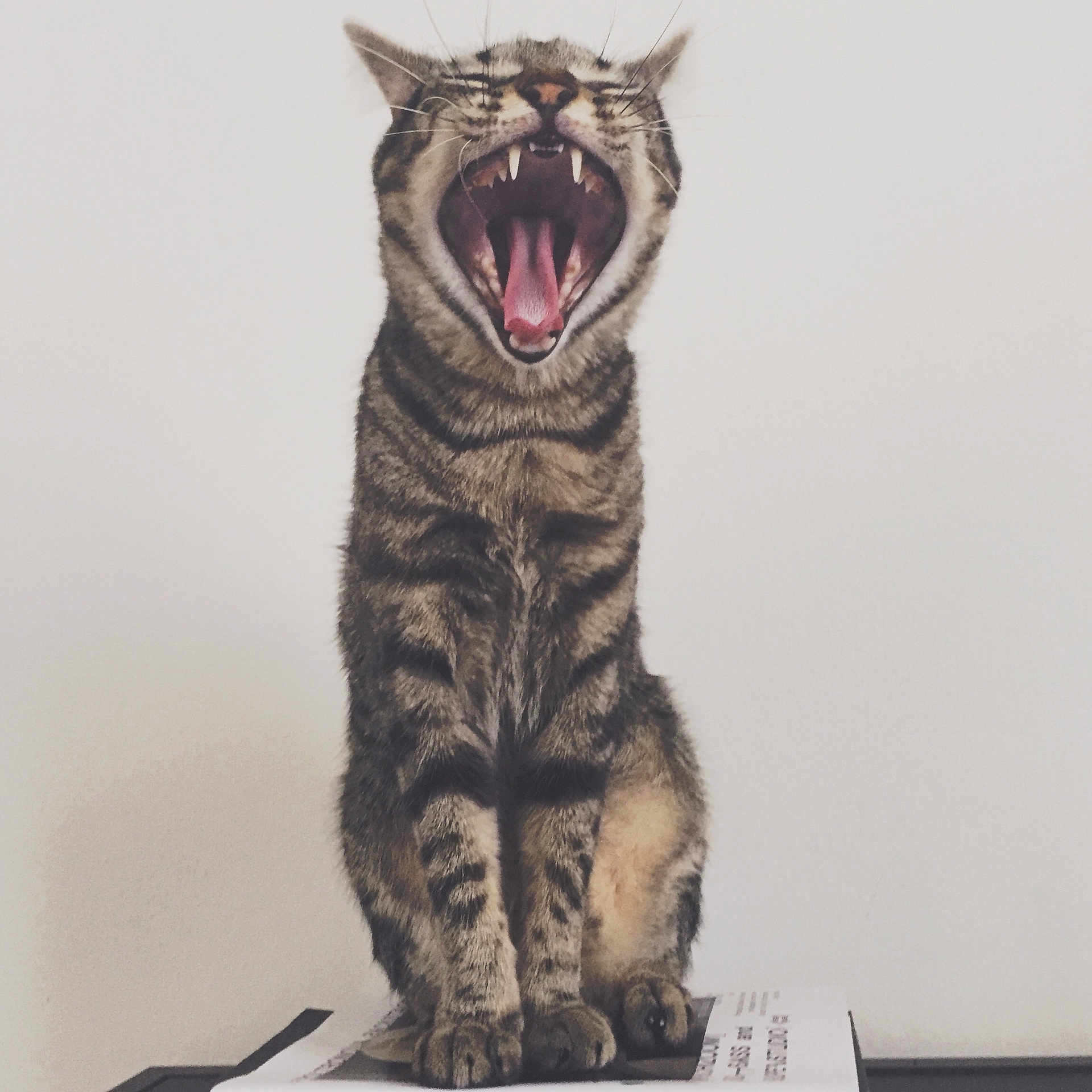 Ettore
